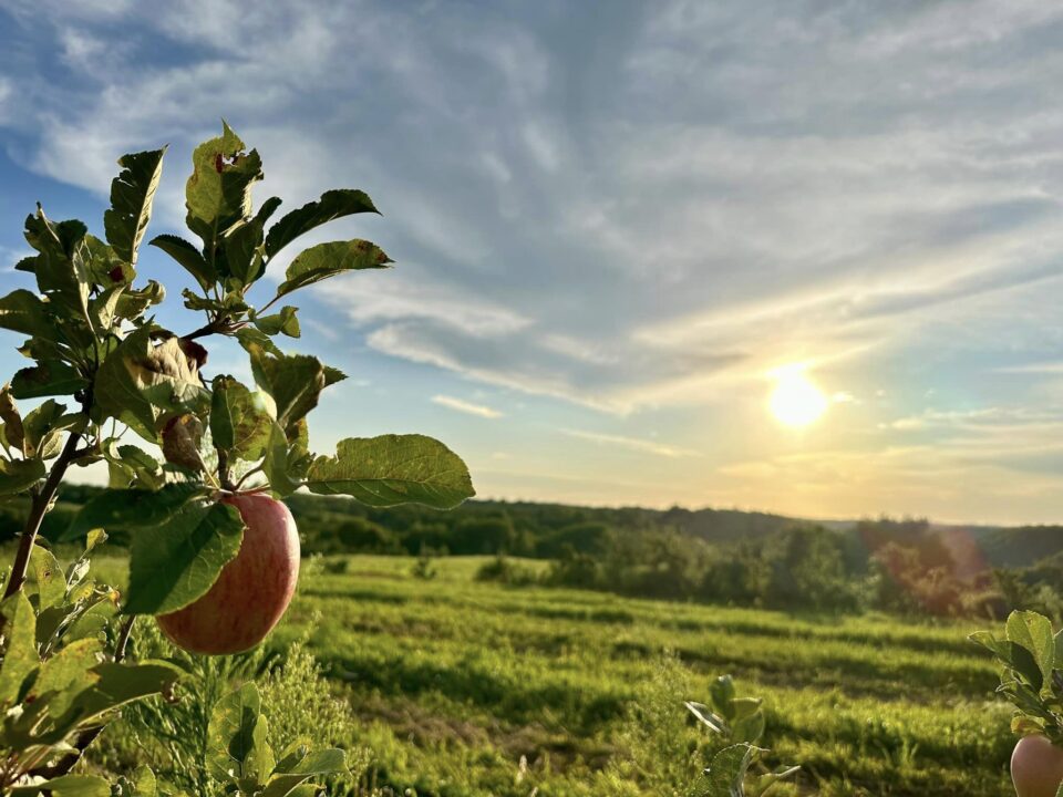 La Crosse Area Guide to Apple Orchards | La Crosse Local