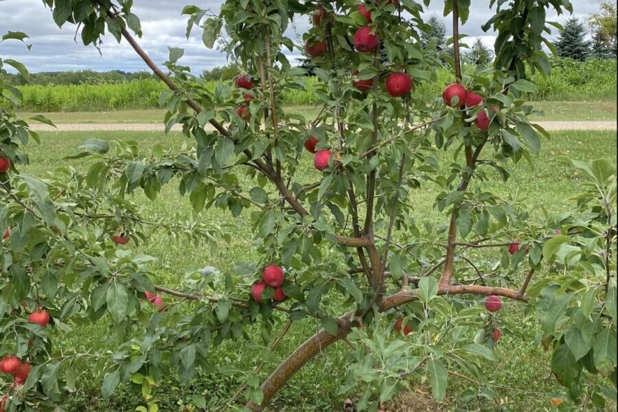 apple orchards