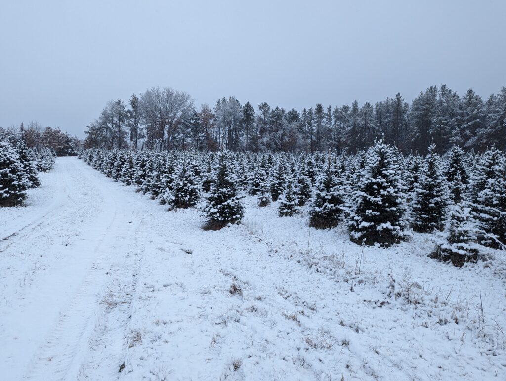 snow covered pine trees in a field