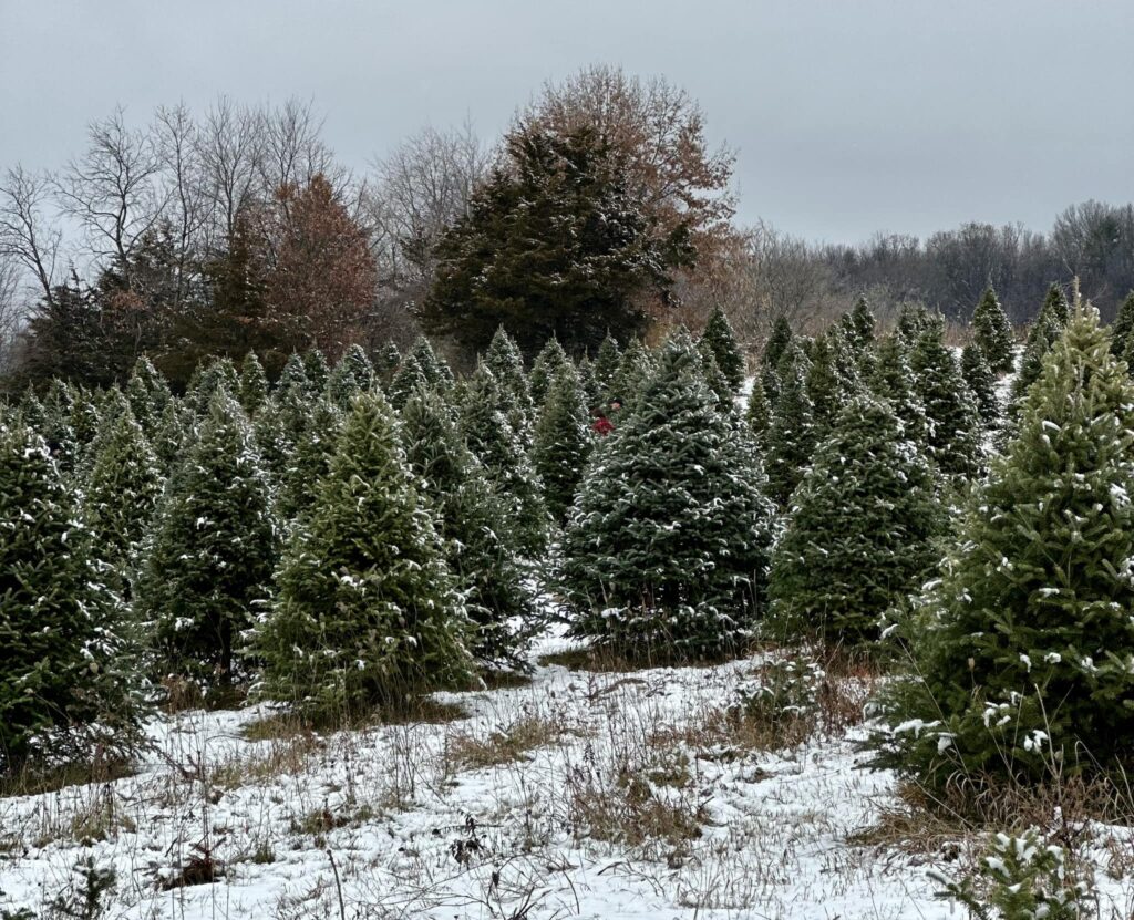 fir trees in a field at a christmas tree farm with a trace amount of snow on the branches and on the ground