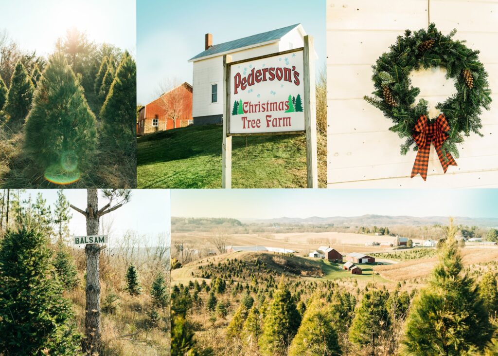 a collage of photos that includes a field of christmas trees, a christmas wreath with a read checkered ribbon and a sign for Pederson's Christmas Tree Farm
