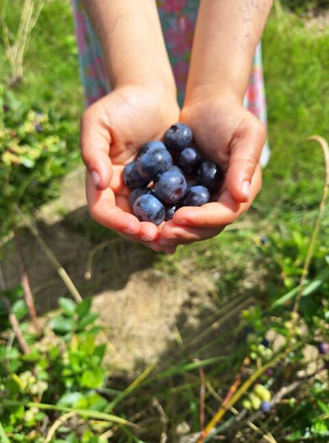 berry