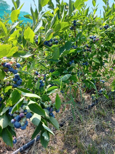 berry