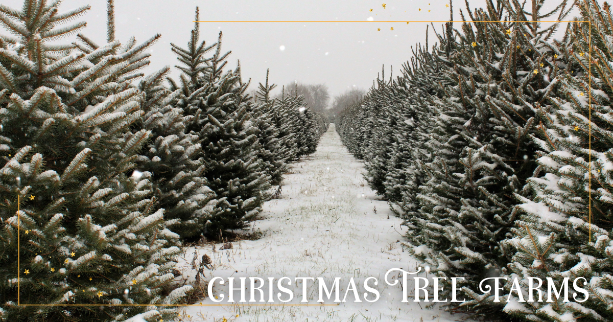Guide Categories - Christmas Tree Farms