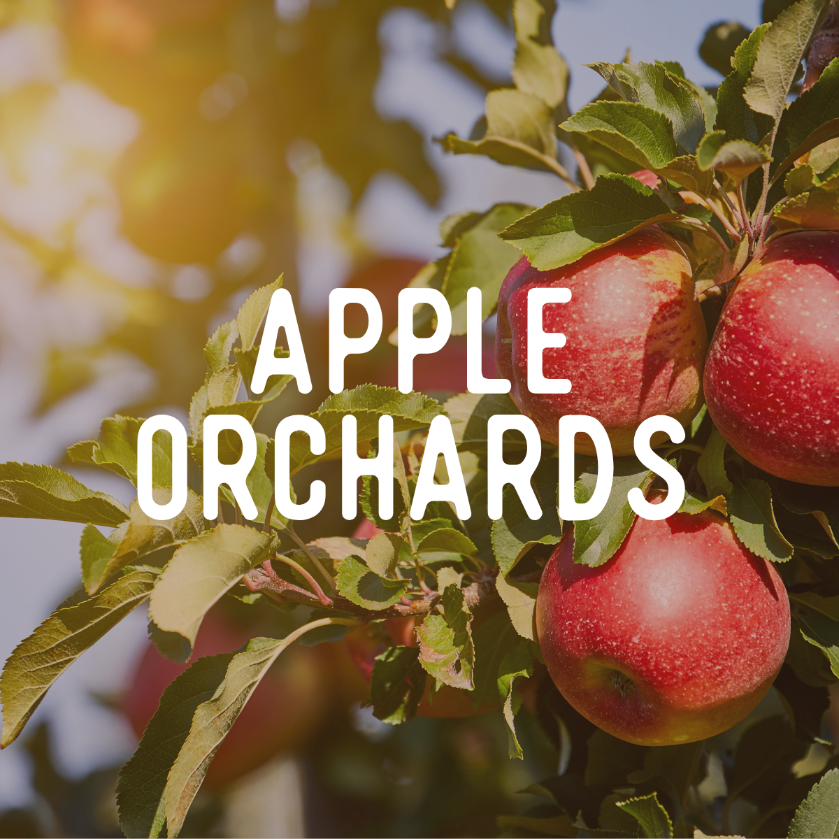 Guide to Fall: Apple Orchards
