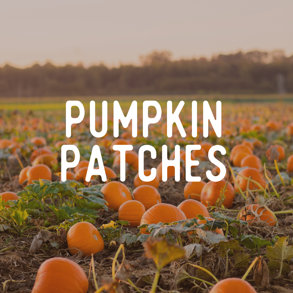 Guide to Fall: Pumpkin Patches