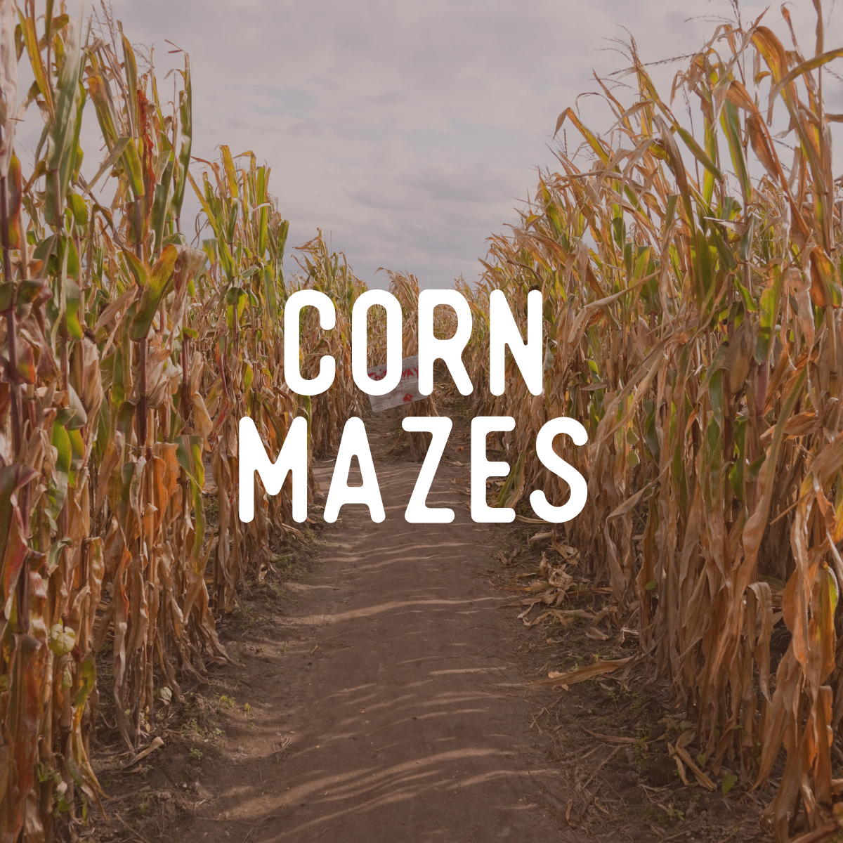 Guide to Fall: Corn Mazes